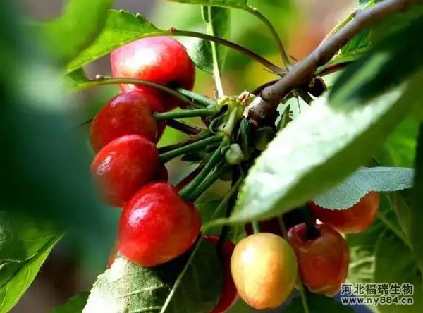 有機(jī)肥在櫻桃樹(shù)種植上使用，怎么施肥才正確