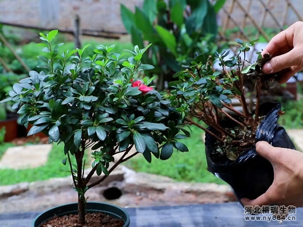 有機(jī)肥在杜鵑花種植上的使用，杜鵑花怎么施肥才正確