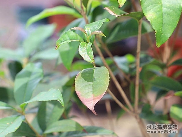 有機肥在桂花種植上的使用，盆栽桂花怎么施肥才正確