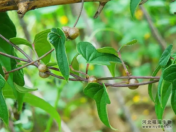 有機(jī)肥在山藥種植上的使用，山藥怎么施肥才正確