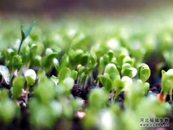 生物有機肥和化肥哪個好用，有哪些優(yōu)缺點？