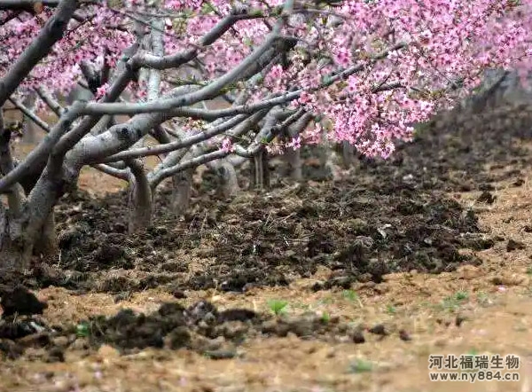 如何在桃樹上施用生物有機(jī)肥？