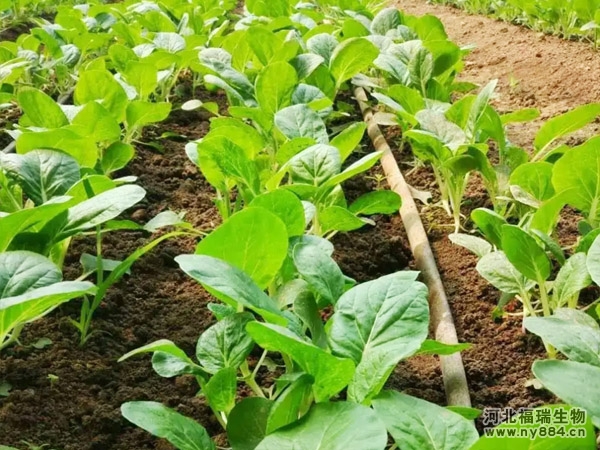 防根腐生物有機(jī)肥使用效果