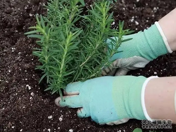 防根腐生物菌肥施用效果