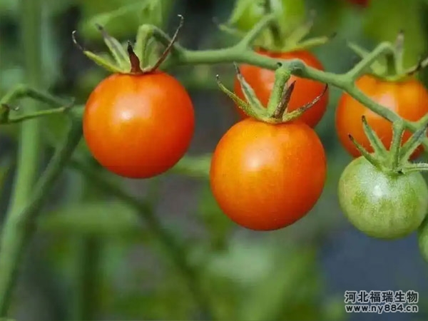 有機肥在番茄/西紅柿種植上應(yīng)用及施肥方法