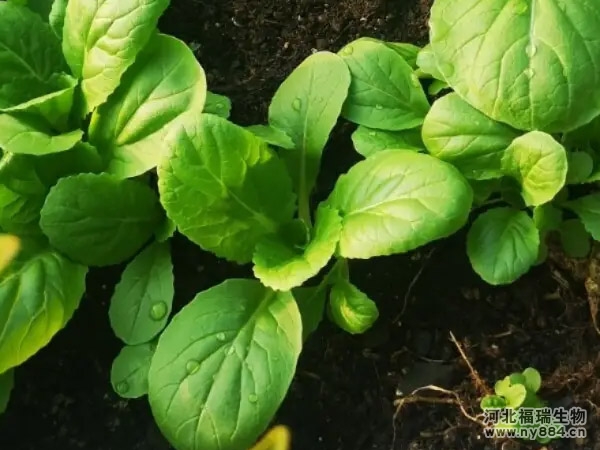 不同種類的生物有機肥料作用一樣嗎？