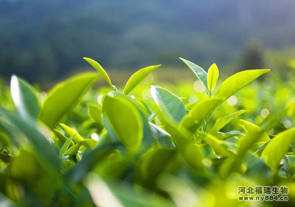 茶樹施用有機肥和化肥哪個好？茶樹施用有機肥又有哪些好處？