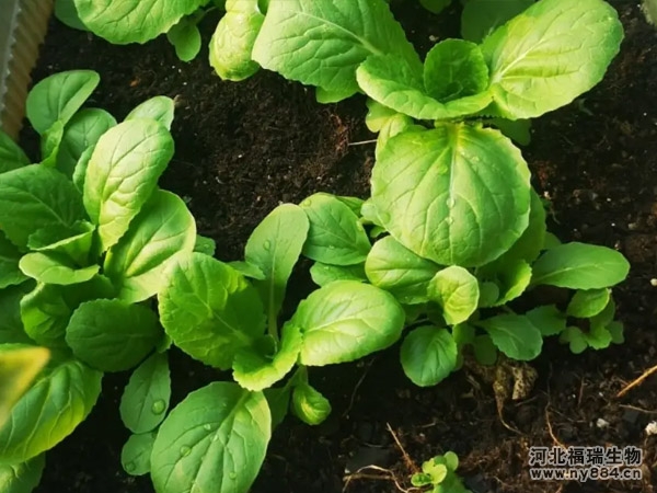 蔬菜種植中長期施用有機肥的六大好處