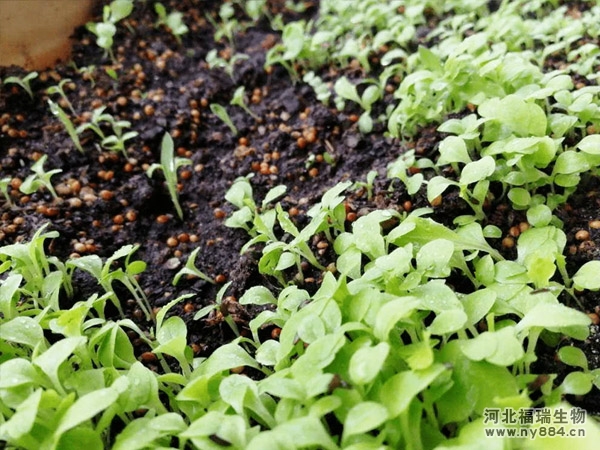 微生物菌肥如何使用才正確，可以確保施用效果