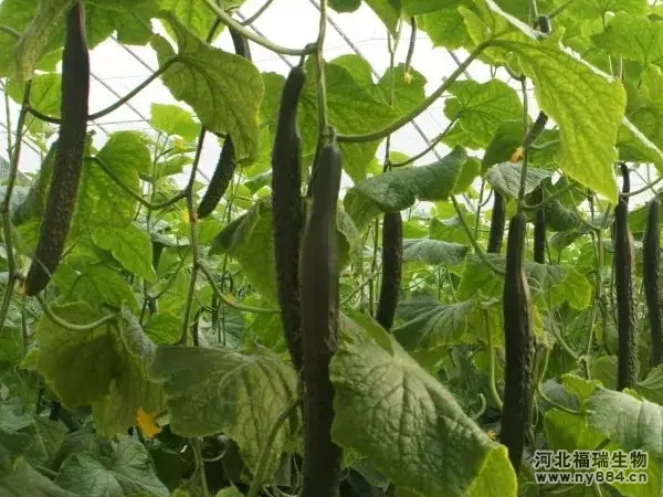 施用生物有機(jī)肥料有哪些作用？