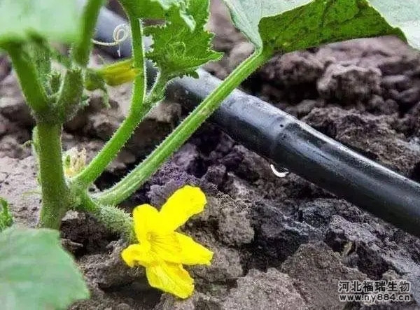 生物有機(jī)肥黃腐酸