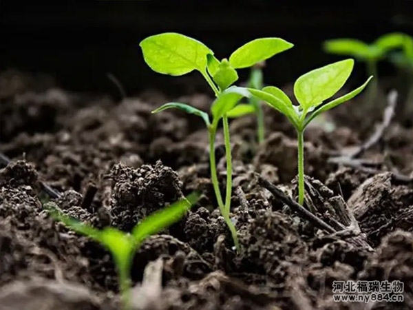 生物菌肥施用后在土壤中起著什么作用？