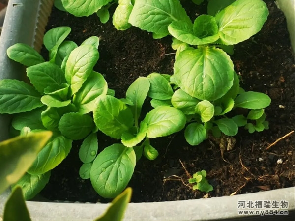 微生物有機肥加工的幾個優(yōu)勢，以及加工微生物有機肥的好處是什么