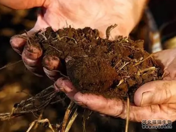 雞糞快速發(fā)酵的方法與操作步驟，簡單實用易操作