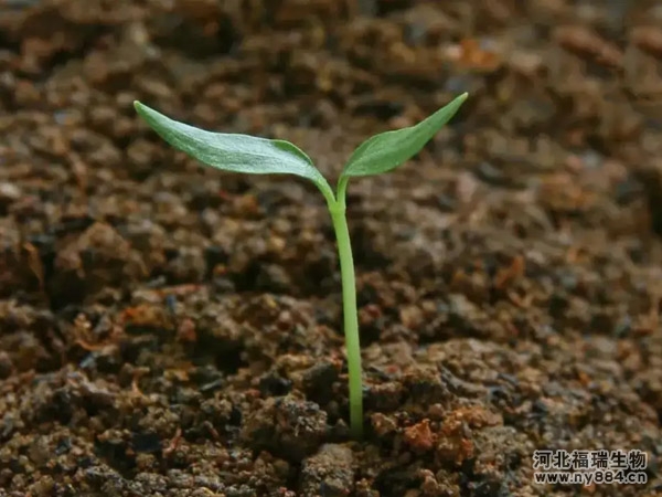 有機(jī)肥和生物菌肥有哪些區(qū)別？