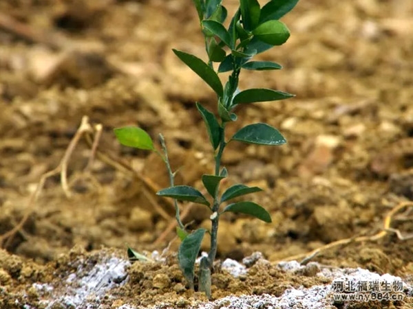 生物菌肥和土壤調(diào)理劑有什么區(qū)別？