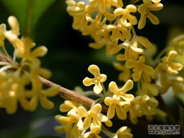 有機(jī)肥在桂花樹種植上的使用，桂花樹怎么施肥才正確