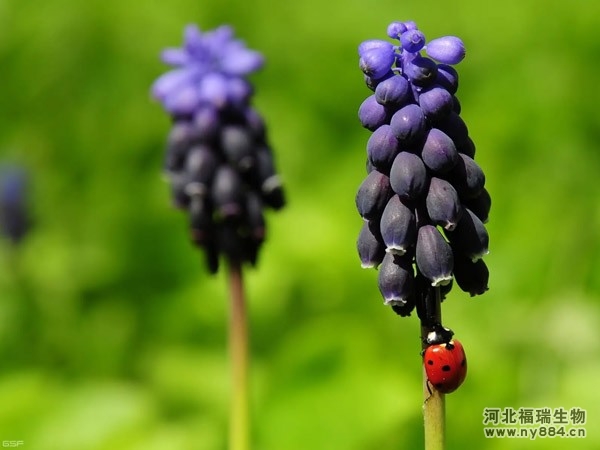 有機肥在風(fēng)信子花種植上的使用，風(fēng)信子怎么施肥才正確