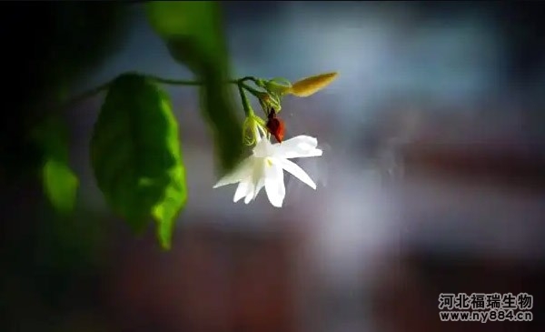 有機(jī)肥在盆栽茉莉花上的使用，盆栽茉莉花怎么施肥才正確