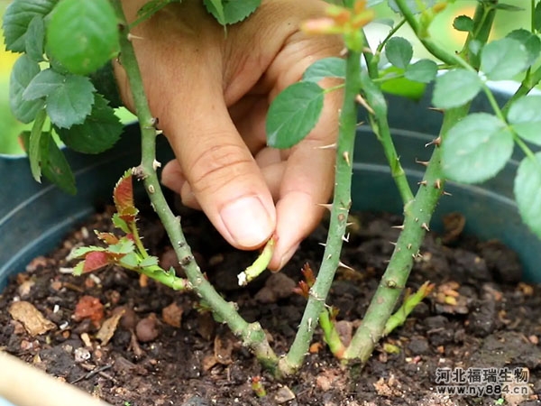 有機肥在月季花樹種植上的使用，月季花怎么施肥才正確