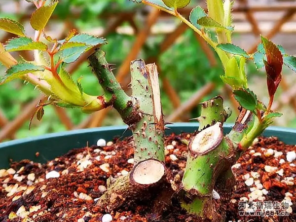 有機肥在月季花樹種植上的使用，月季花怎么施肥才正確