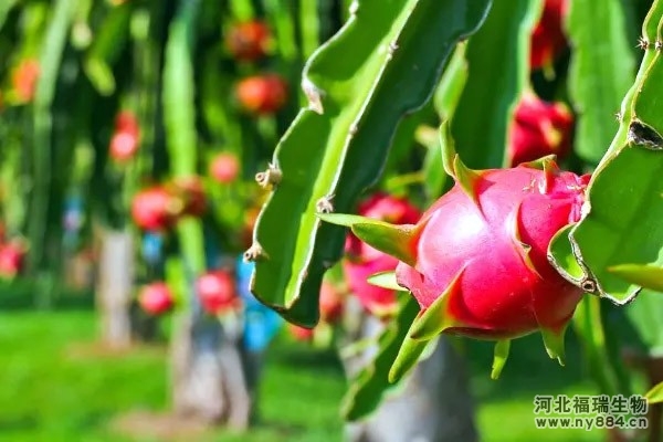 生物有機(jī)肥在火龍果樹種植上的使用，火龍果園怎么施肥才正確