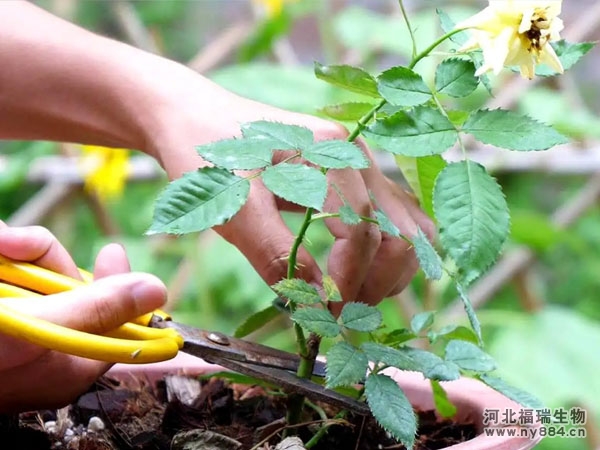 有機(jī)肥在月季種植中的應(yīng)用及如何正確施肥