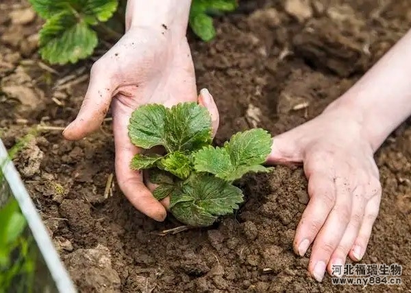 有機(jī)肥在草莓種植上的使用，草莓怎么施肥和澆水才正確