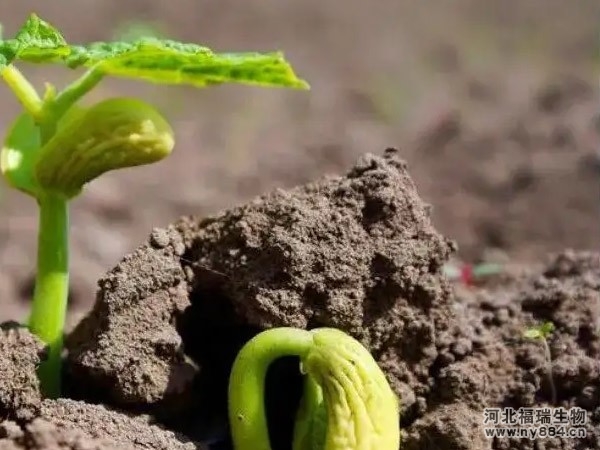 生物有機肥是什么，使用后有哪些作用和注意事項 