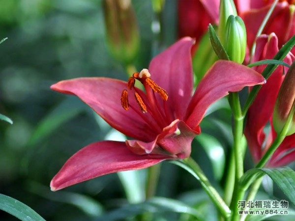 有機(jī)肥在百合花種植上的使用，百合花冬天怎么施肥才正確