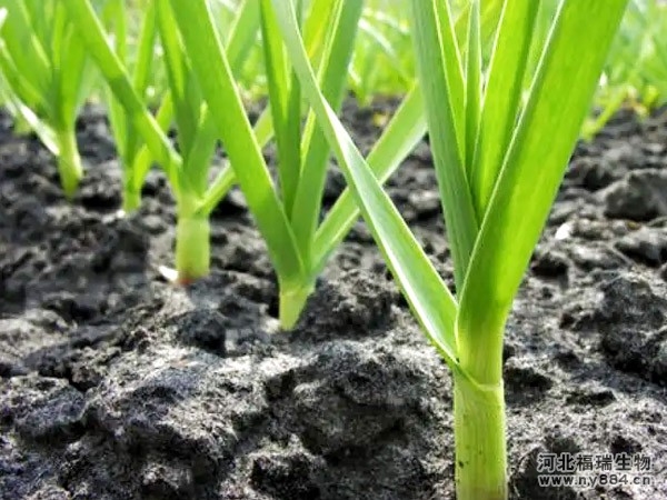 微生物菌肥在大蒜種植上的使用，怎么施肥才正確？