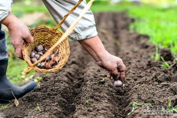 微生物菌肥在大蒜種植上的使用，怎么施肥才正確？